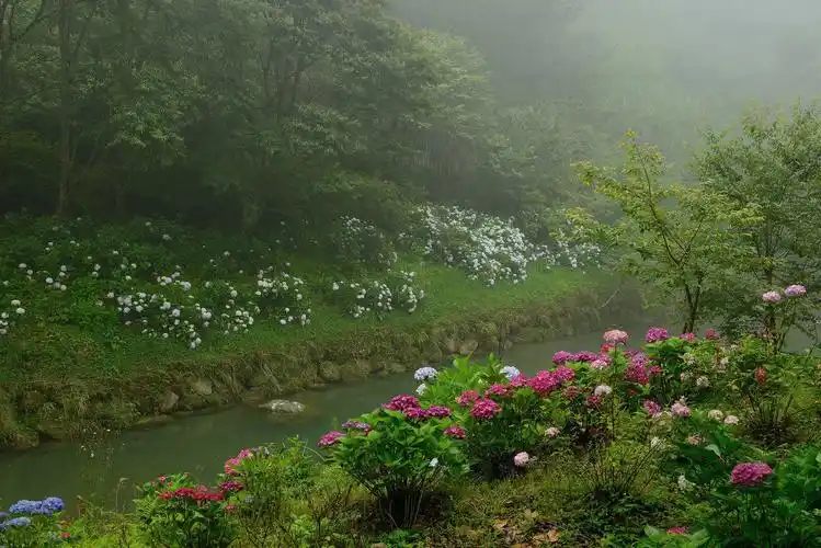 朋友圈背景图 手机壁纸 鲜花 意境图片 ins风简约风格