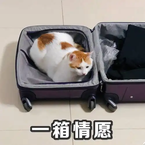 萌宠gif喵星人gif一厢情愿gif行李箱gif呆萌gif可爱gif