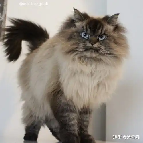 吸猫大会布偶混血猫merlin