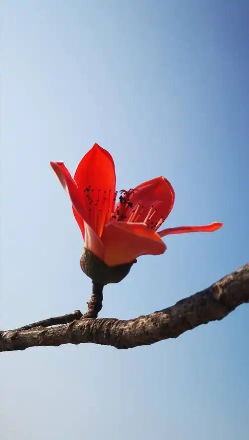 来海南赏木棉花