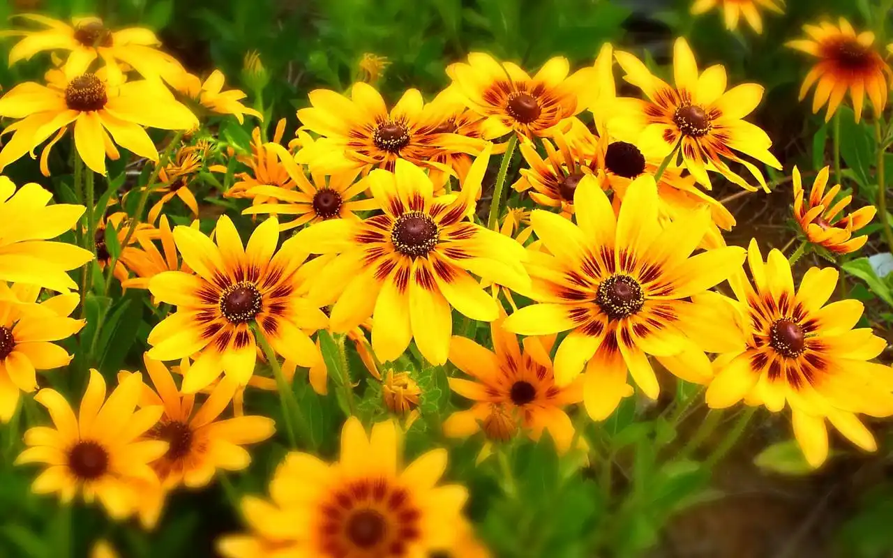 唯美自然黄色野花清新风景高清电脑壁纸图片下载