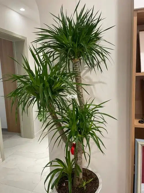 龙血树放在客厅太合适了