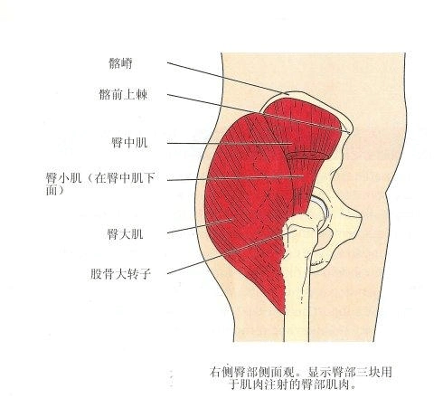 介绍一点美国肌肉注射的部位的选择和定位的方法 臀部肌肉解剖图