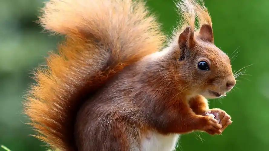 可爱萌萌的小松鼠图片第5张