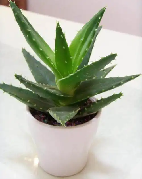 芦荟这样养,一棵长十棵,小苗不断冒,不出半年就爆盆!