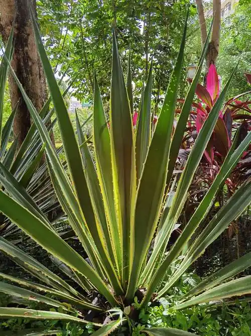 五指山之最(五)～龙舌兰开花