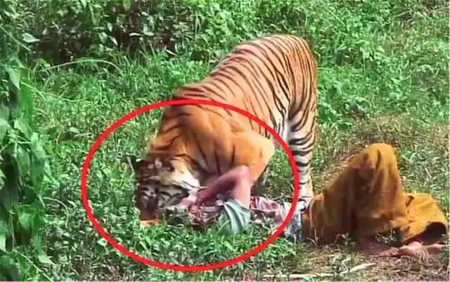 食人虎,流窜两国吃下436人,人们将其击毙后才找到食人真相