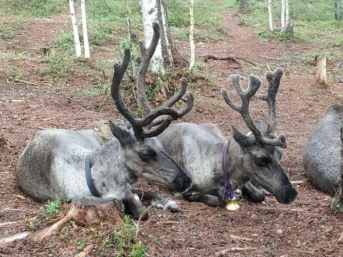 鄂温克部落原始 驯鹿群安详悠闲