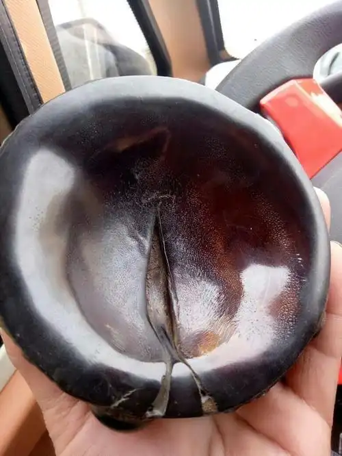 我在古玩市场买的苏门答腊犀牛角,请大师看看真假