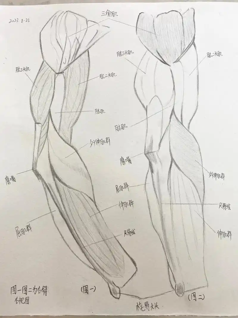手臂肌肉结构图 手臂肌肉结构