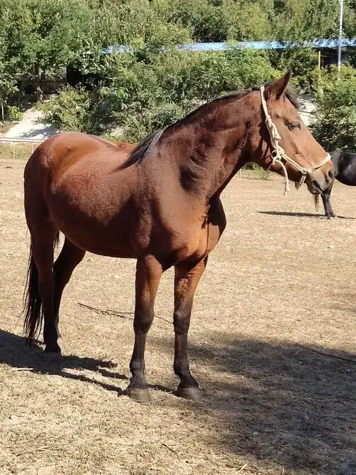 这匹枣红马太漂亮了,竖着两只耳朵,那马身材高大四腿如柱,红鬃烈马