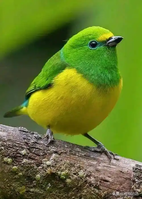 大自然珍贵罕见的鸟类,美丽活泼,呆萌可爱,体型奇特_小鸟_山雀_糊糊