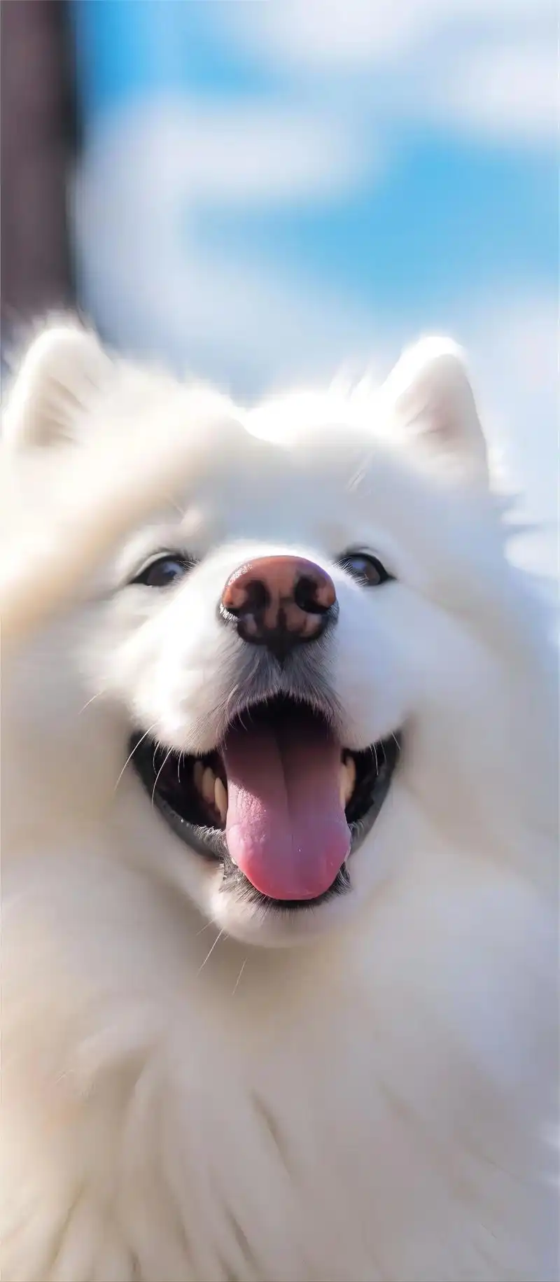 萨摩耶.#萨摩耶 #高清图片 #萌到爆炸了99 #狗狗治愈系 - 抖音