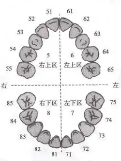 象限以及是乳牙或恒牙图2-17 国际牙科联合会系统记录恒牙牙位图2-18