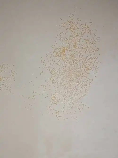 好像是蜘蛛卵,第一次卵的上方角落有一只蜘蛛好像是黑色,第二次找不到