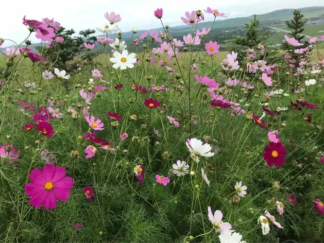 呼伦贝尔～草原篇《百花盛开》