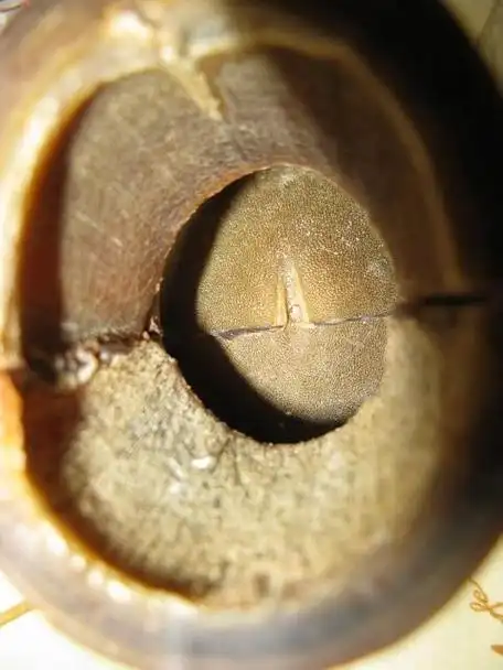 蹄子料仿犀角杯 rynohorn14