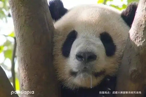 垂涎三尺非一日之馋