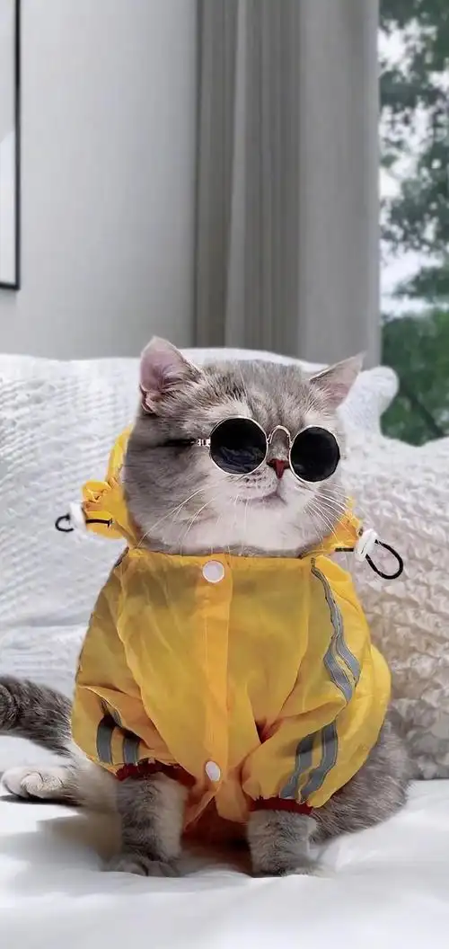 假如给猫咪戴上墨镜.