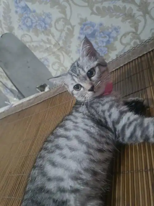 狸花猫还是美短虎斑咱也分不清是啥都爱