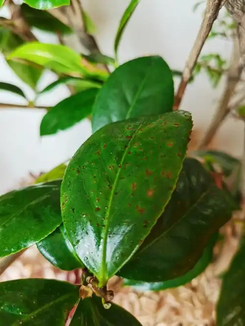 茶花叶子长褐斑病怎么回事?要怎么治疗?