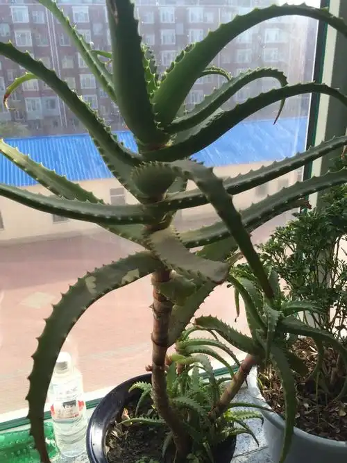 龙藻苣是芦荟吗?