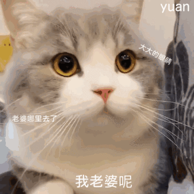 gif表情包 猫咪 可爱