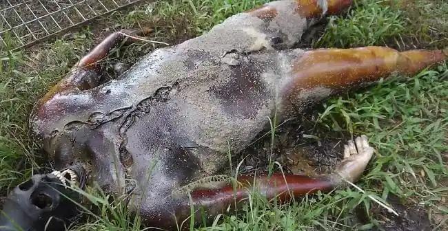 世界上最恐怖的五大尸体农场,看着都瘆的慌