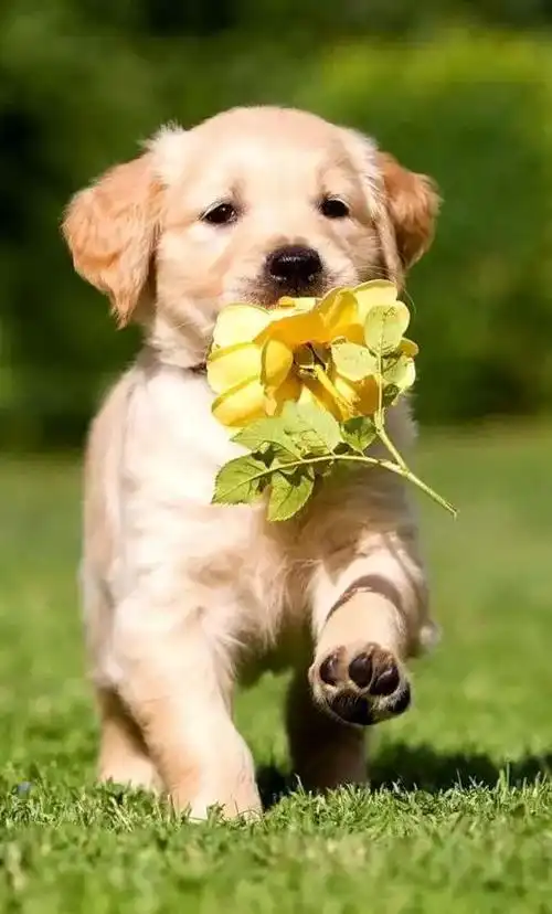 可爱小狗图片,狗狗的图片好看大全(50张可爱的小狗狗)