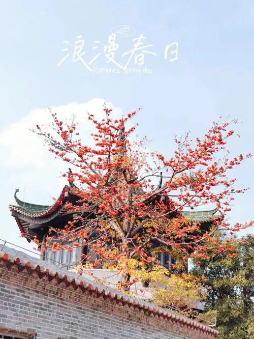 溜达都能看到美丽盛开的木棉花永庆坊,文化公园,沿江路上……木棉花语
