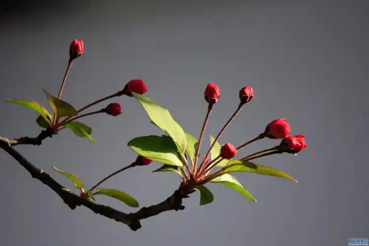 含苞欲放的海棠花