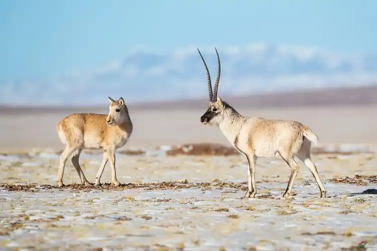 哺乳藏羚羊恭贺老师作品荣获vip佳作