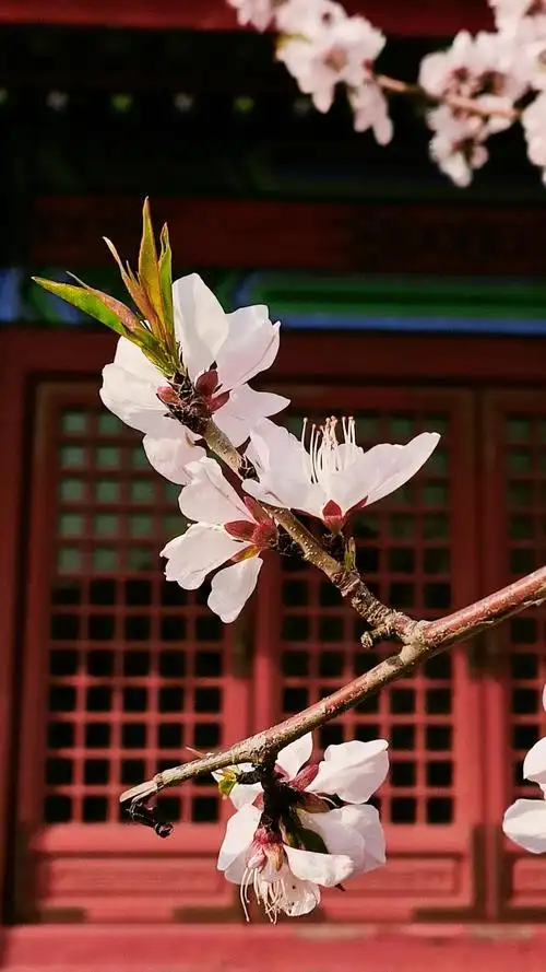 现场直拍荣国府的西府海棠开了