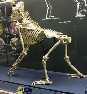 大猿骨架