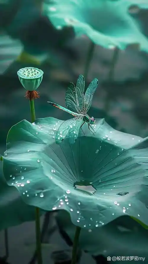 荷叶蜻蜓