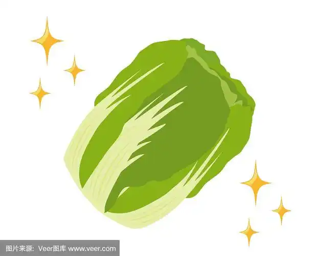 蔬菜图标.大白菜矢量图.