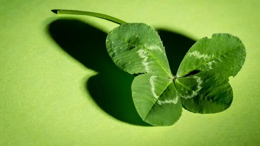 四叶草的花语和象征意义(四叶草的花语和象征意义作文)