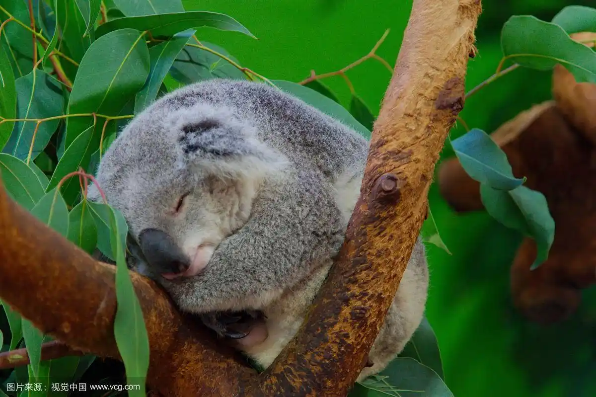 动物园里睡觉的考拉