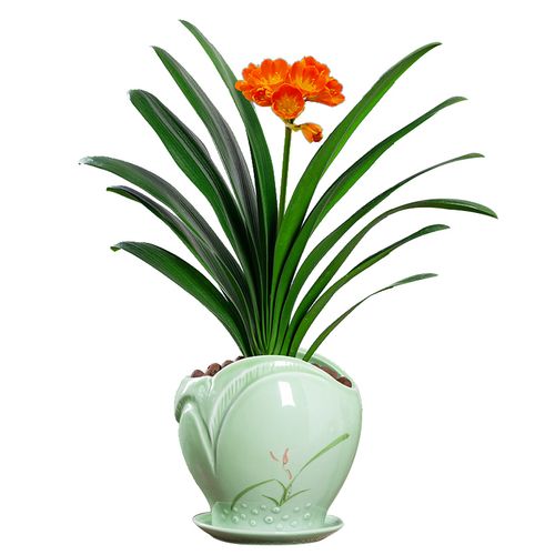 君子兰盆栽花卉植物四季室内花苞好养圆和尚绿植时令草本花卉