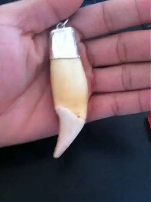 狗熊牙一个出售