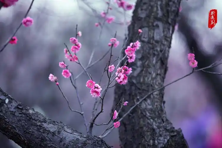 实拍南京梅花山梅花惊艳了春天