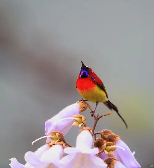 一组神农架的蓝喉太阳鸟