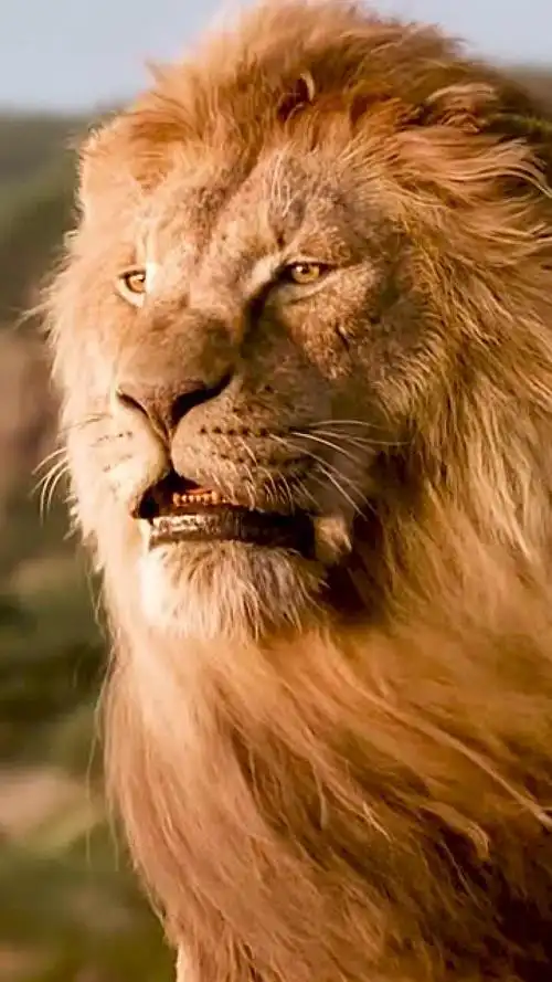 威武霸气的狮子王尽显王者风范当之无愧的霸主