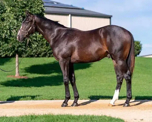 马闻早报丨华天参观杭州亚运会马术场馆chc两岁公马澳洲首秀夺冠