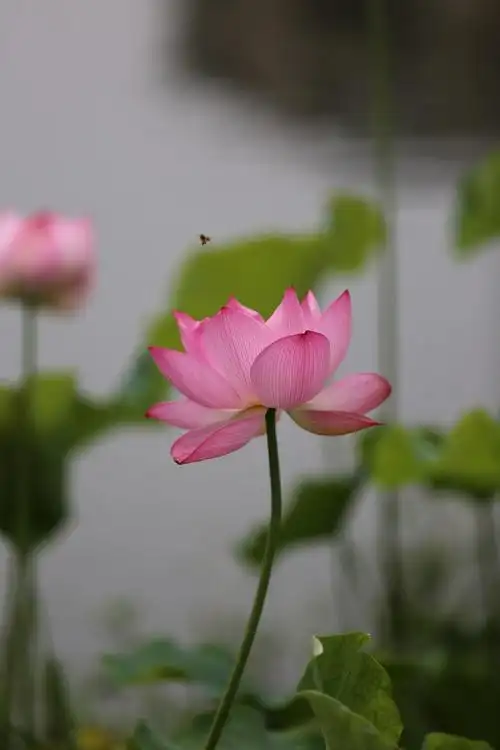 接天莲叶无穷碧,映日荷花别样红.