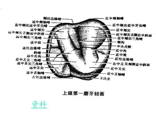 口腔下颌磨牙解剖形态ppt