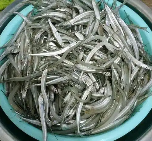 襄阳白河内"小剑鱼泛滥",半天钓一脸盆,钓友:能吃吗?