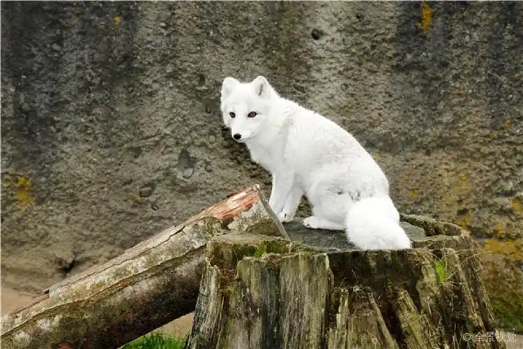 白色_狐狸_高清图片_全景视觉