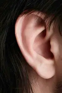 警报的耳朵图片