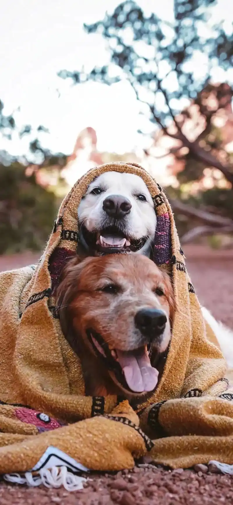 抖音图文来了 #微笑是最美的语言 #金毛#狗狗壁纸 - 抖音